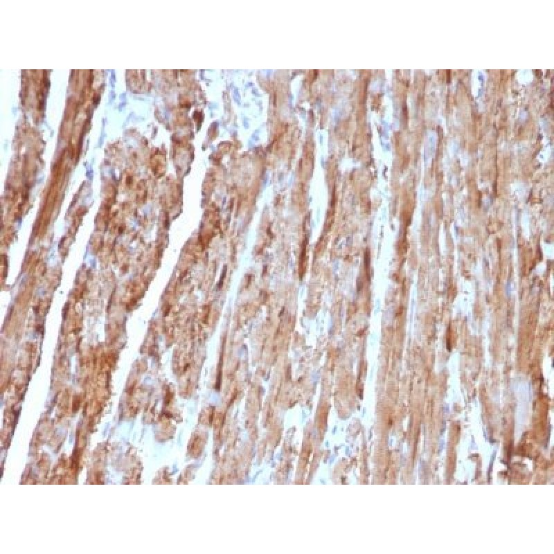 Cytochrome C(CYCS/1010), CF740 conjugate, 0.1mg/mL
