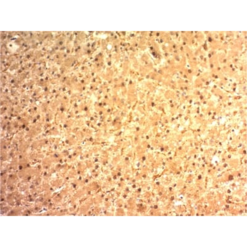 Arginase 1 (Hepatocellular Carcinoma Marker) (ARG1/1125) , CF740 conjugate, 0.1mg/mL