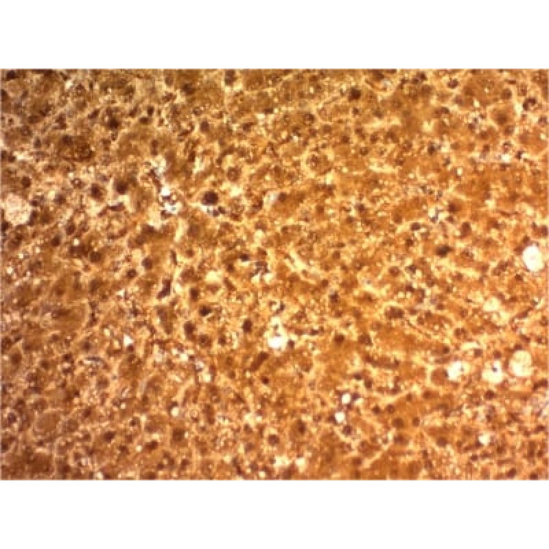 Arginase 1 (Hepatocellular Carcinoma Marker) (ARG1/1126) , CF740 conjugate, 0.1mg/mL