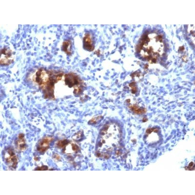 Mucin 3(MUC3/1154), CF740 conjugate, 0.1mg/mL