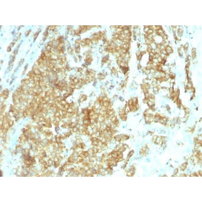 Glucose Regulated Protein 94 (GRP94)(HSP90B1/1192), CF740 conjugate, 0.1mg/mL