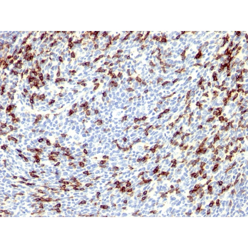 PDCD1 / PD1 / CD279 (Programmed Cell Death 1), CF740 conjugate, 0.1mg/mL