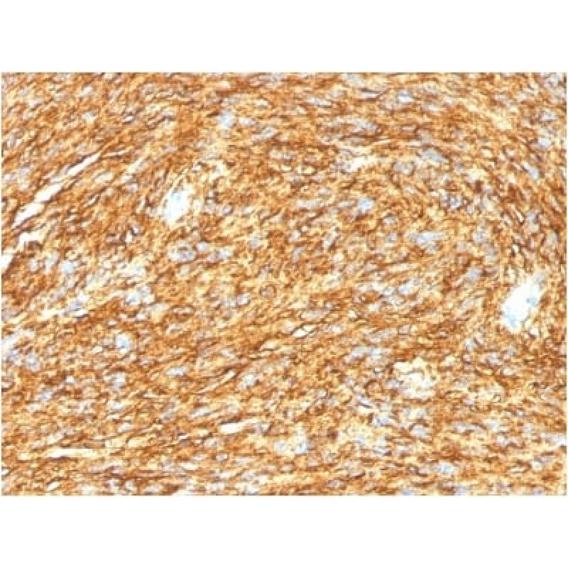 DOG-1 / TMEM16A (Gastrointestinal Stromal Tumor Marker) (DG1/1485), CF740 conjugate, 0.1mg/mL