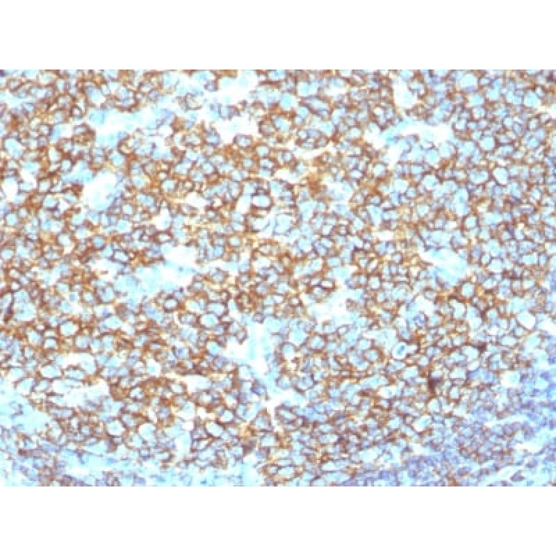 CD20 / MS4A1 (B-Cell Marker) (IGEL/1497R), CF740 conjugate, 0.1mg/mL