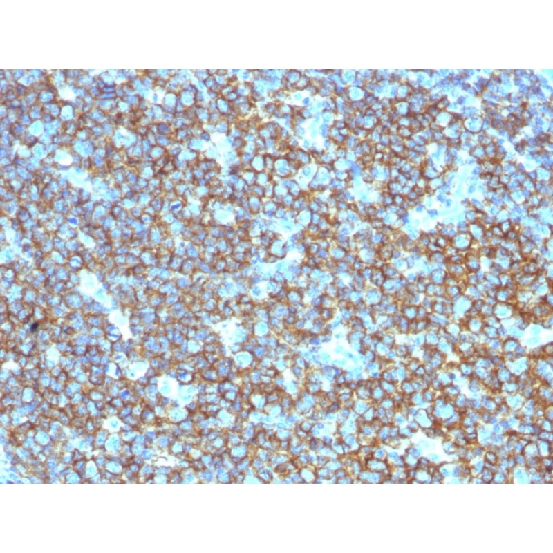 CD20 / MS4A1 (B-Cell Marker), CF740 conjugate, 0.1mg/mL