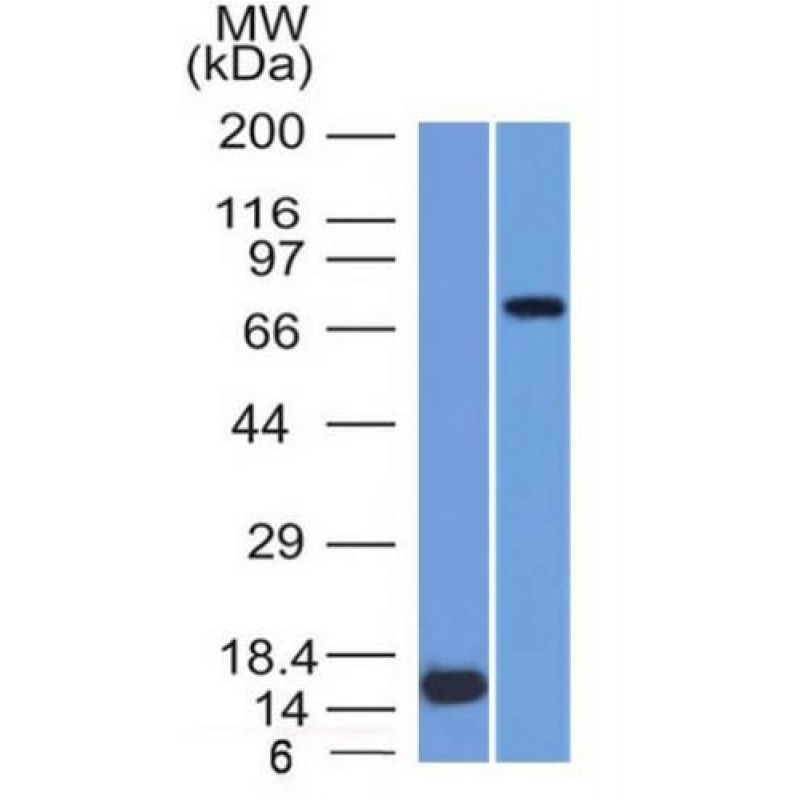 MMP2 / Collagenase Type IV A (Tumor Metastasis Marker) (MMP2/1501), CF740 conjugate, 0.1mg/mL
