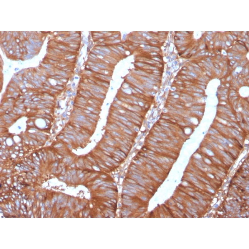 Calpastatin(CAST/1550), CF740 conjugate, 0.1mg/mL