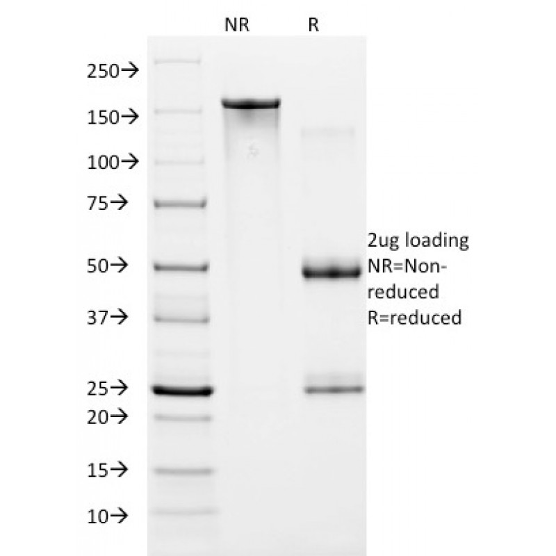 HIF1 alpha (Hypoxia-Inducible Factor 1-alpha)(ESEE122), CF740 conjugate, 0.1mg/mL