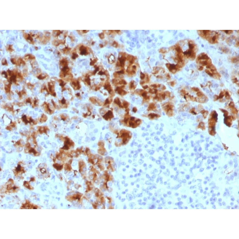 GP2 (Glycoprotein 2) / ZAP75 (GP2/1803), CF740 conjugate, 0.1mg/mL