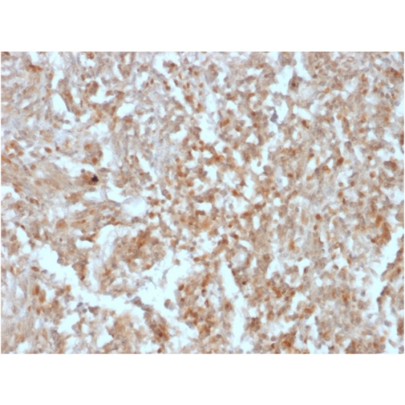 DOG-1 / TMEM16A (Gastrointestinal Stromal Tumor Marker)(rDG1/447), CF740 conjugate, 0.1mg/mL