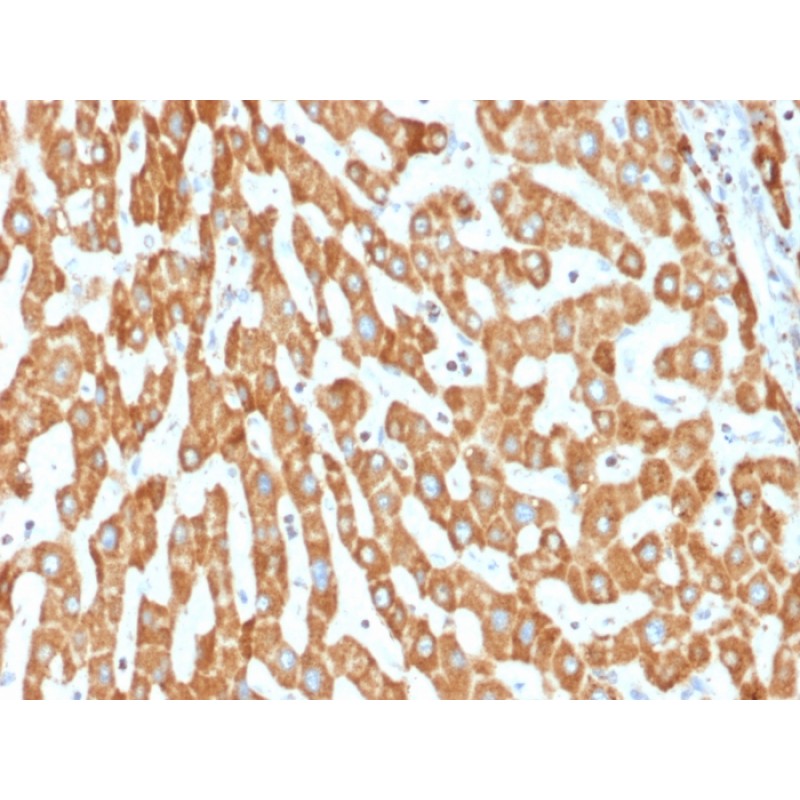 Prohibitin (Mitochondrial Marker)(PHB/1882), CF740 conjugate, 0.1mg/mL