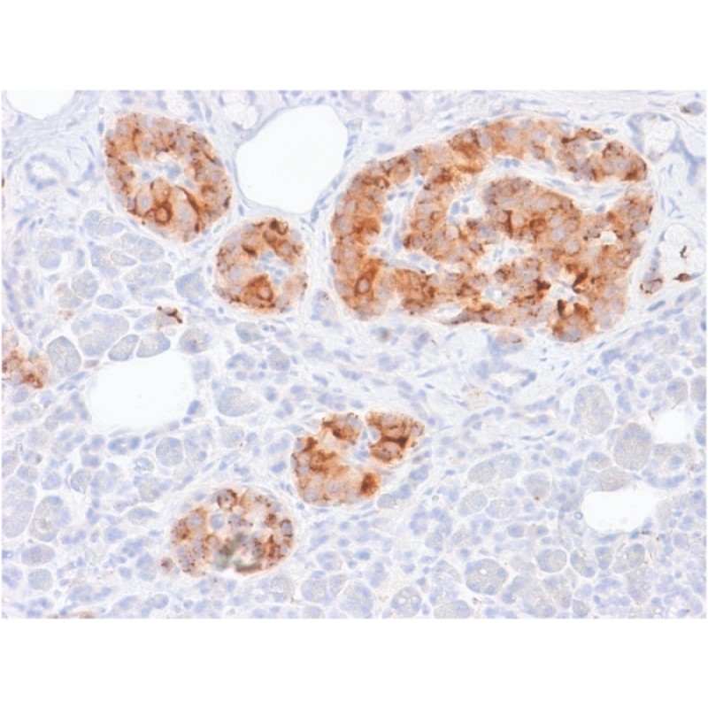 Chromogranin A / CHGA (Neuroendocrine Marker) (rCHGA/413), CF740 conjugate, 0.1mg/mL