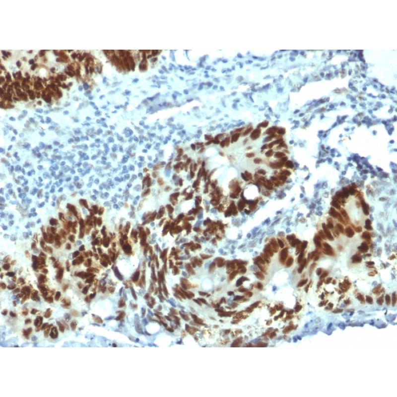 p53 Tumor Suppressor Protein(PAb1801), CF740 conjugate, 0.1mg/mL