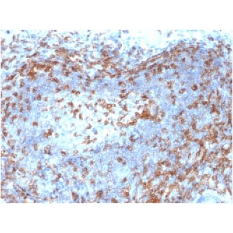 ZAP70 (Chronic Lymphocytic Leukemia Marker) (ZAP70/2046), CF740 conjugate, 0.1mg/mL