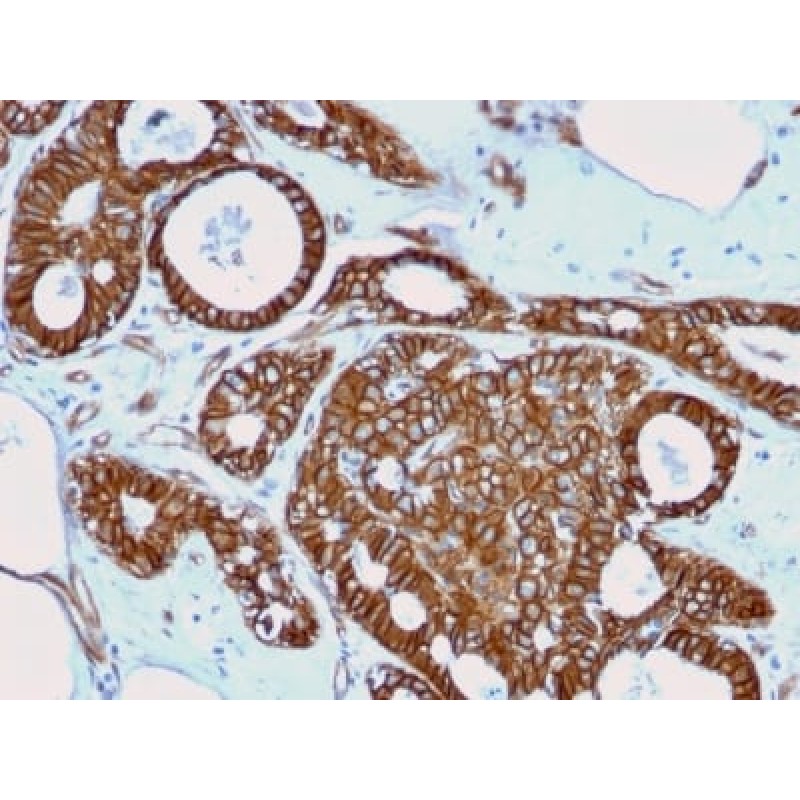 Catenin, beta (CTNNB1) (rCTNNB1/2173), CF740 conjugate, 0.1mg/mL
