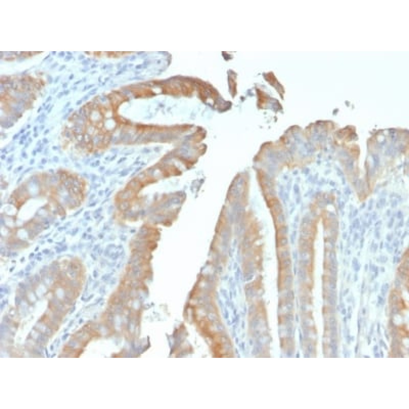Cytokeratin 19 (KRT19) (Pancreatic Stem Cell Marker) (rKRT19/799), CF740 conjugate, 0.1mg/mL