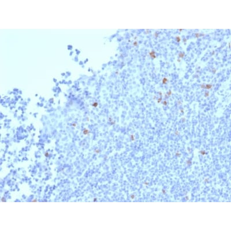 Granzyme B (NK/T-Cell Lymphoma Marker) (GZMB/2403), CF740 conjugate, 0.1mg/mL