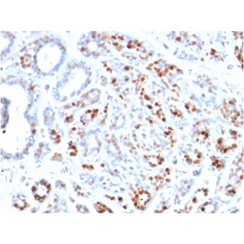 GATA-3 (Breast and Urothelial Marker)(GATA3/2444), CF740 conjugate, 0.1mg/mL