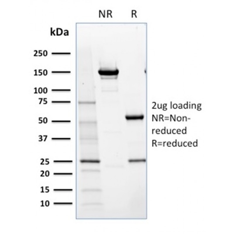 NRF1(NRF1/2609), CF740 conjugate, 0.1mg/mL
