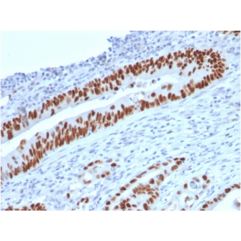 p53 (Tumor Suppressor Protein)(TP53/2719), CF740 conjugate, 0.1mg/mL