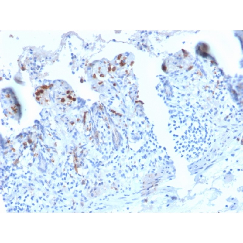 CD209 / DC-SIGN (Pathogen Receptor on Dendritic Cells)(C209/2749R), CF740 conjugate, 0.1mg/mL