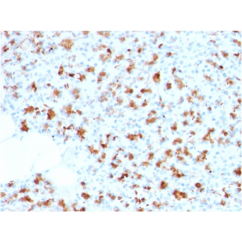BARX1 (Prognostic Biomarker in Hepatocellular Carcinoma)(BARX1/2759), CF740 conjugate, 0.1mg/mL
