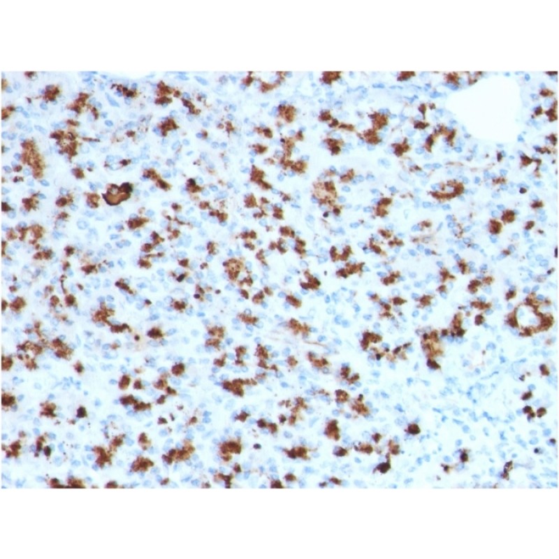 BARX1 (Prognostic Biomarker in Hepatocellular Carcinoma)(BARX1/2760), CF740 conjugate, 0.1mg/mL