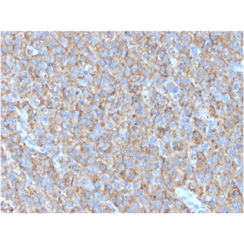 CD63 (Late Endosomes Marker)(LAMP3/2790), CF740 conjugate, 0.1mg/mL