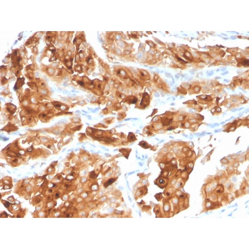 Uroplakin 1A (Urothelial Differentiation Marker)(UPK1A/2922), CF740 conjugate, 0.1mg/mL