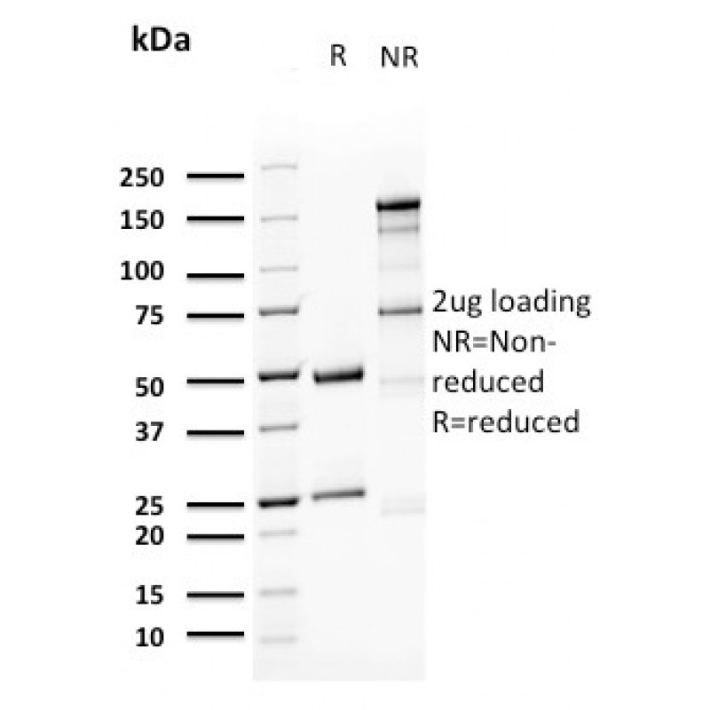 Uroplakin 1A (Urothelial Differentiation Marker)(UPK1A/2923), CF740 conjugate, 0.1mg/mL