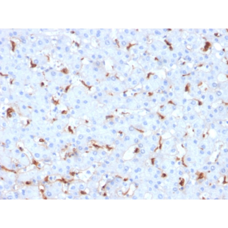 C1QB / Complement C1q B-Chain(C1QB/2961), CF740 conjugate, 0.1mg/mL