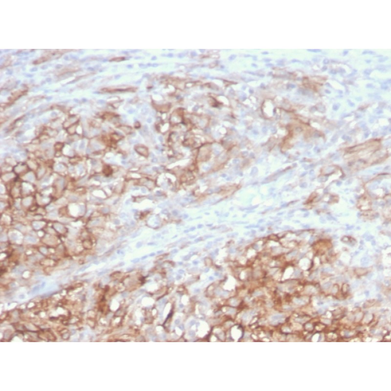 MCAM (Melanoma Cell Adhesion Molecule) / MUC18 / CD146(MCAM/3046), CF740 conjugate, 0.1mg/mL