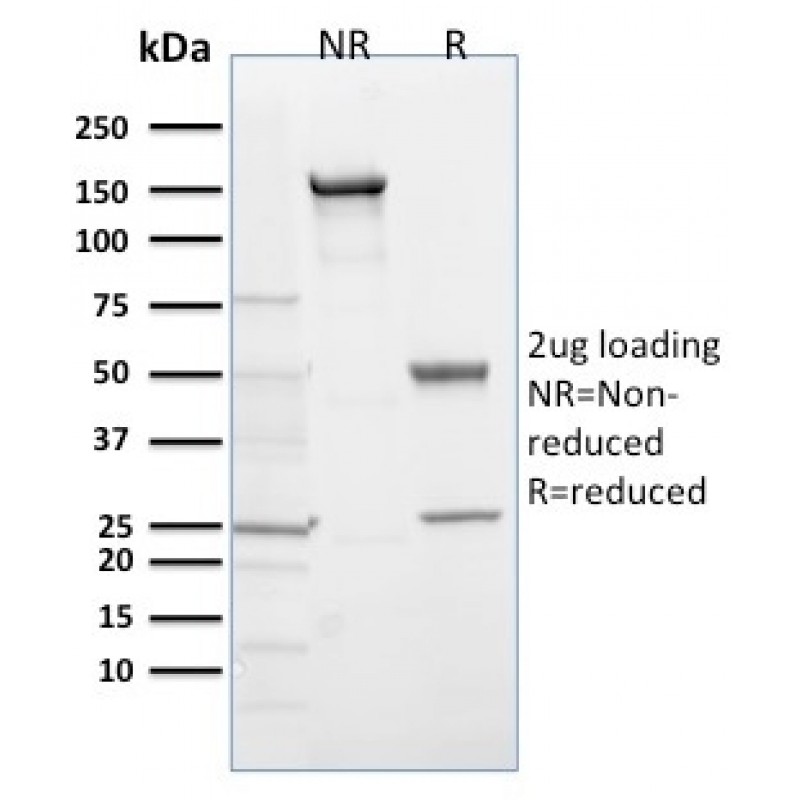 EGLN1 / PHD2(366G/76/3), CF740 conjugate, 0.1mg/mL