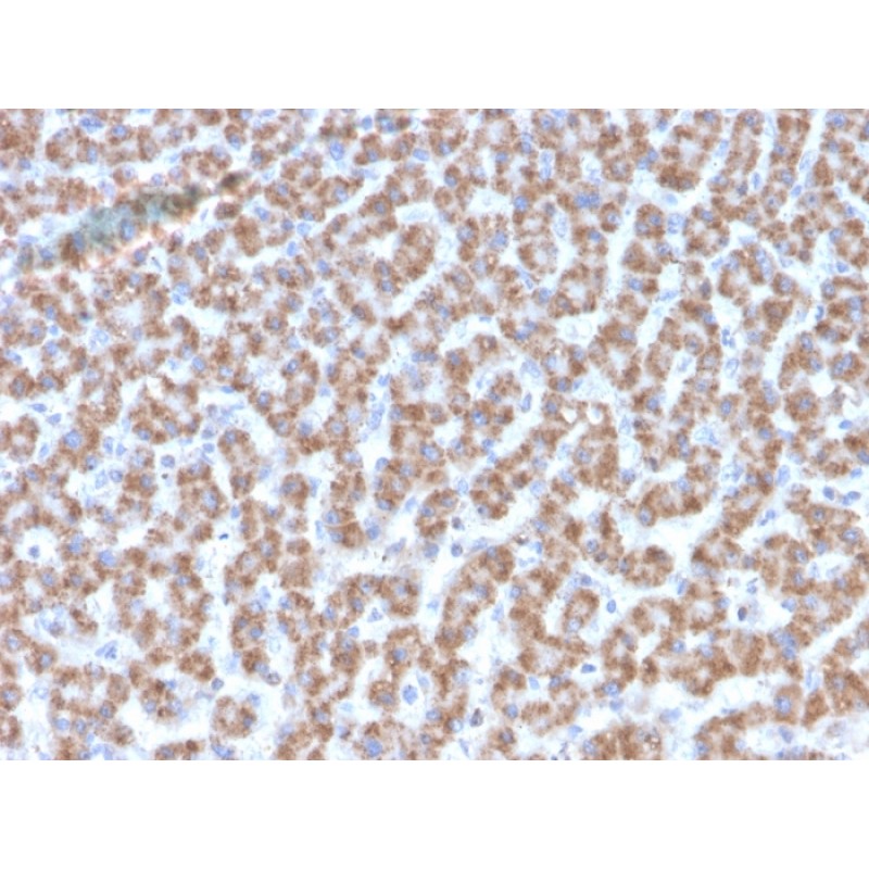 Prohibitin (Mitochondrial Marker)(PHB/3193), CF740 conjugate, 0.1mg/mL