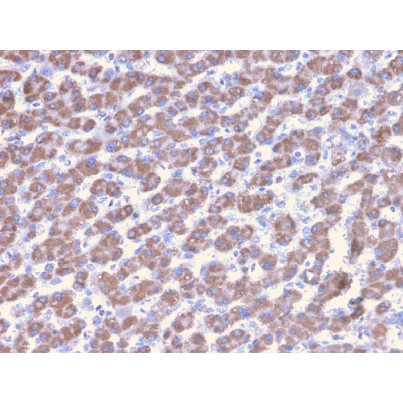 Prohibitin (Mitochondrial Marker)(PHB/3228), CF740 conjugate, 0.1mg/mL