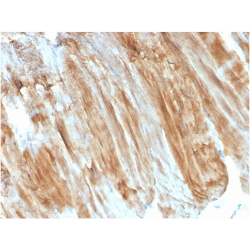 Dystrophin (DMD) (Marker of Duchenne and Becker Muscular Dystrophy)(DMD/3243), CF740 conjugate, 0.1mg/mL