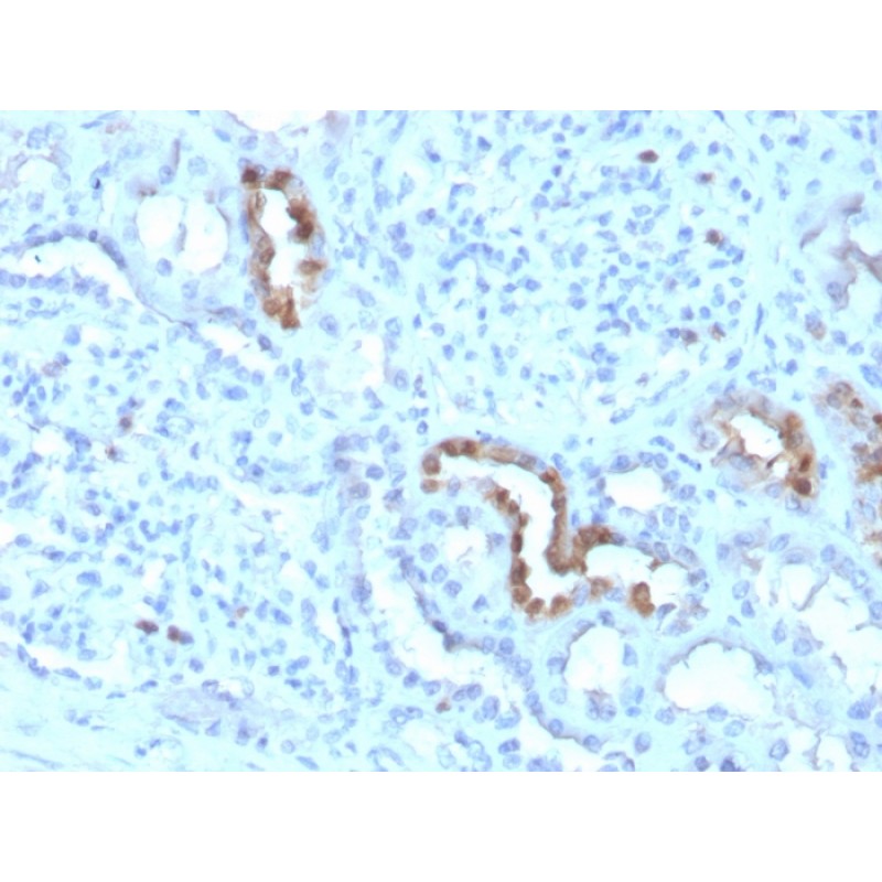 Calbindin 1 (CALB1)(CALB1/3333), CF740 conjugate, 0.1mg/mL