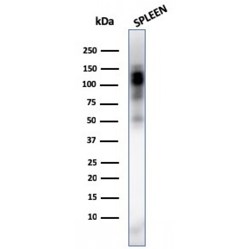 CD11b / MAC-1 (Microglial Marker)(ITGAM/3338), CF740 conjugate, 0.1mg/mL