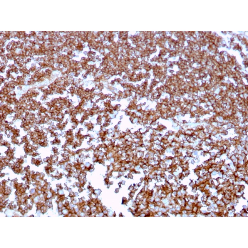 CD20 / MS4A1 (B-Cell Marker)(MS4A1/3409), CF740 conjugate, 0.1mg/mL