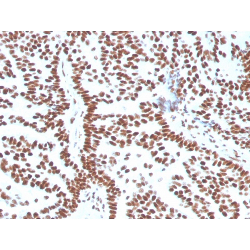 Estrogen Receptor, alpha (Marker of Estrogen Dependence)(ESR1/3556), CF740 conjugate, 0.1mg/mL