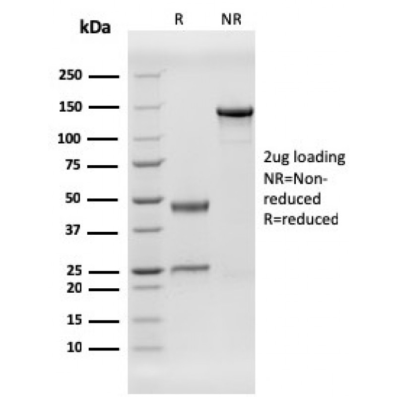 Human Herpes Virus 8 (HHV8)(HHV8/3606), CF740 conjugate, 0.1mg/mL