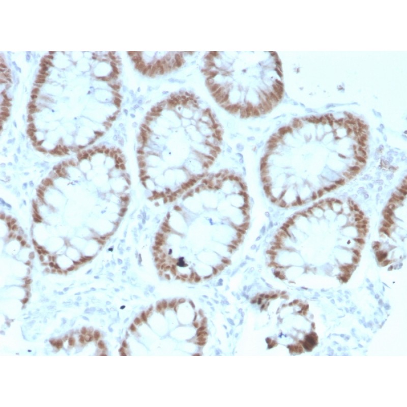 CDX2 / Caudal Type Homeobox 2 (GI Epithelial Marker)(rCDX2/1690), CF740 conjugate, 0.1mg/mL
