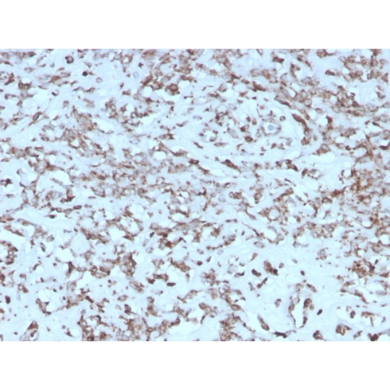 Cytochrome C (Mitochondrial Marker)(rCYCS/1010), CF740 conjugate, 0.1mg/mL