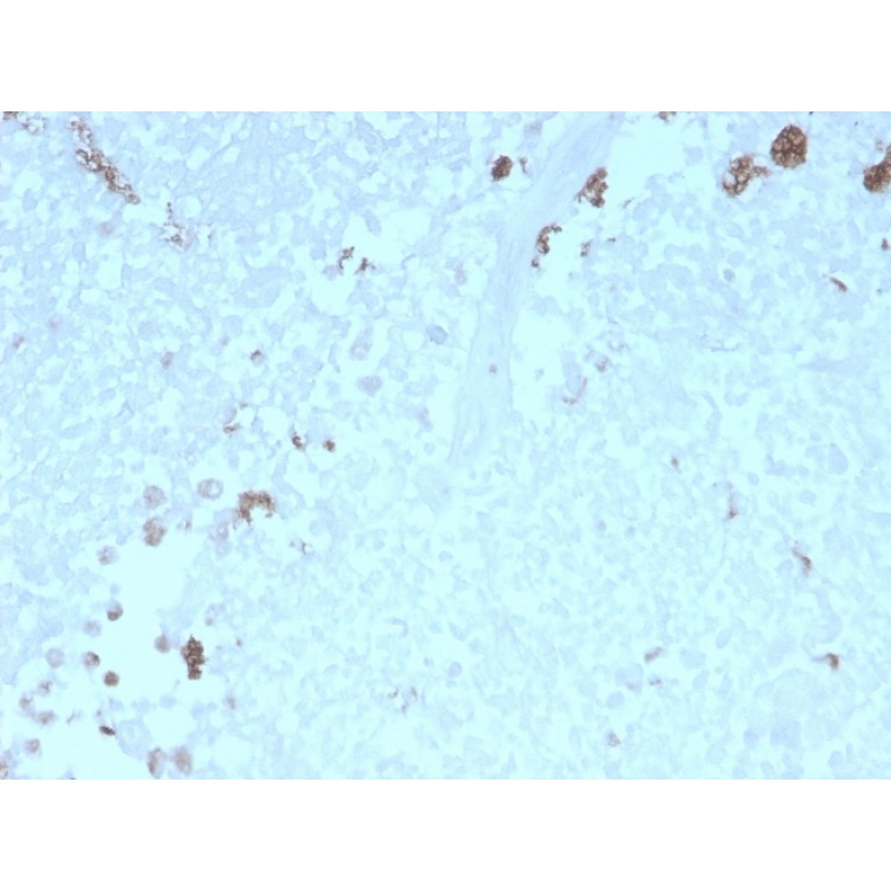 ATG5 (Autophagy Marker)(rATG5/2553), CF740 conjugate, 0.1mg/mL