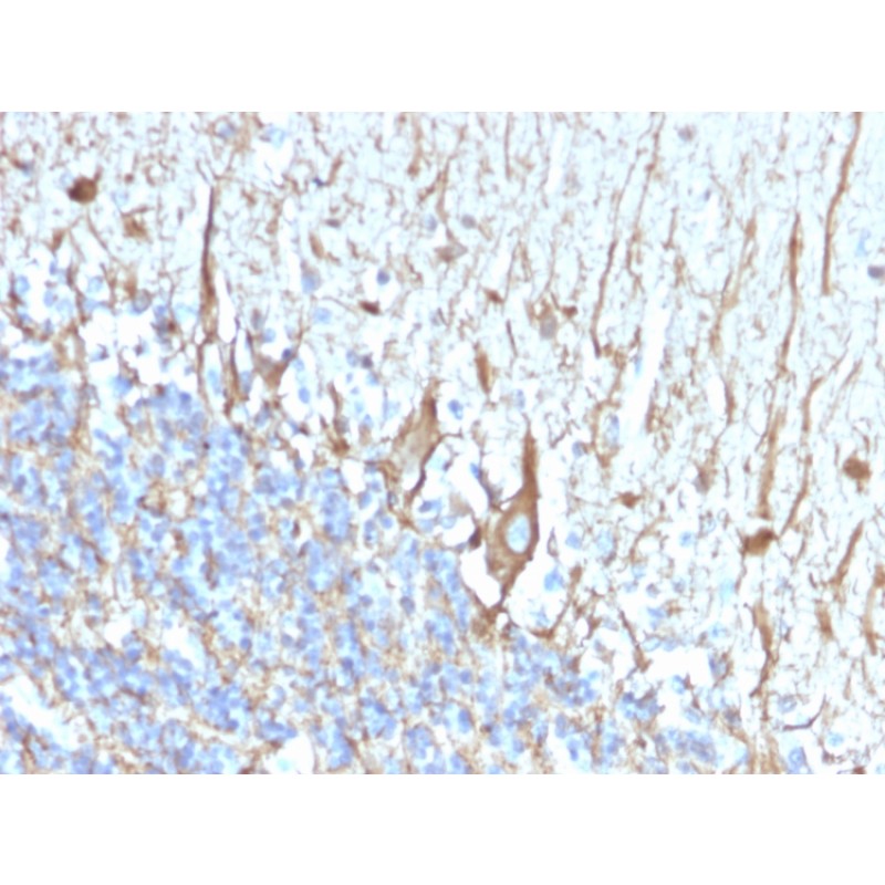 Neurofilament (H+L) (Neuronal Marker)(2F11), CF740 conjugate, 0.1mg/mL