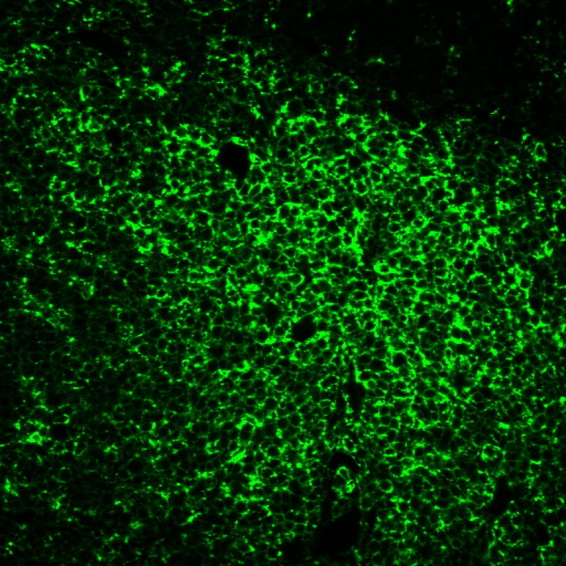 CD45RO(UCHL-1), CF488A conjugate, 0.1mg/mL