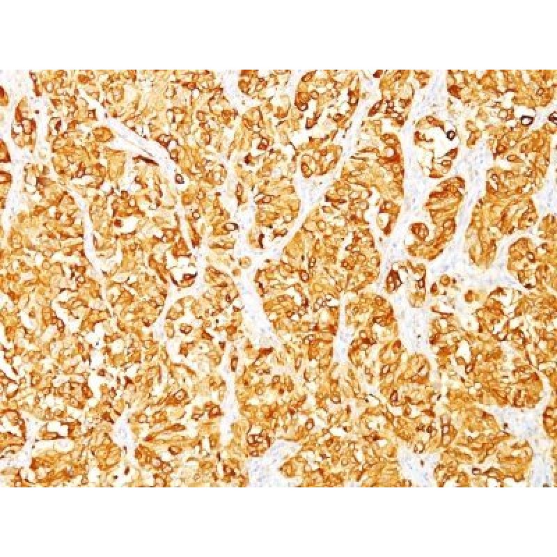 MART-1 / Melan-A(M2-7C10), CF488A conjugate, 0.1mg/mL