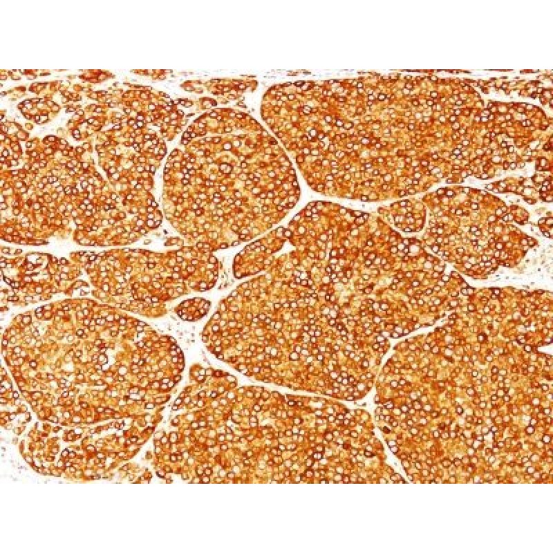 Tyrosinase(T311), CF488A conjugate, 0.1mg/mL