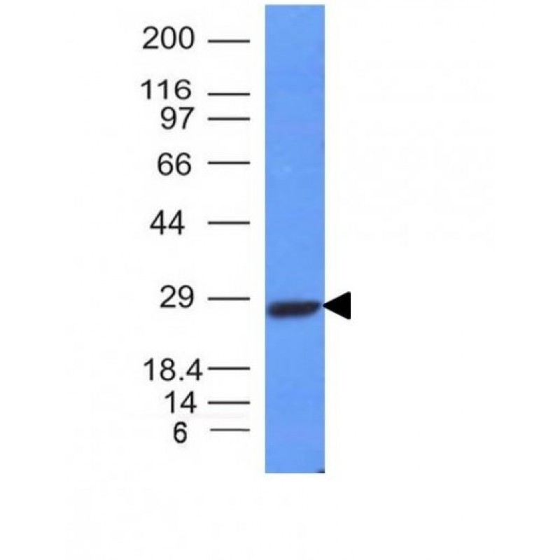 Human Kappa Light Chain(L1C1), CF488A conjugate, 0.1mg/mL