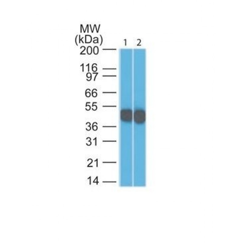 Cytokeratin 18(DC10), CF488A conjugate, 0.1mg/mL